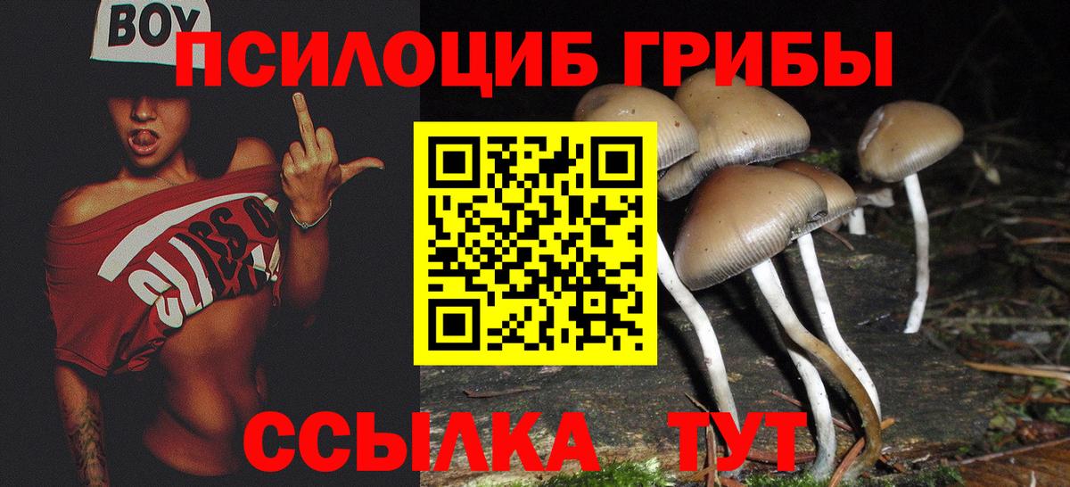 Баксан  Псилоцибиновые грибы прущие грибы  Вход с VPN 